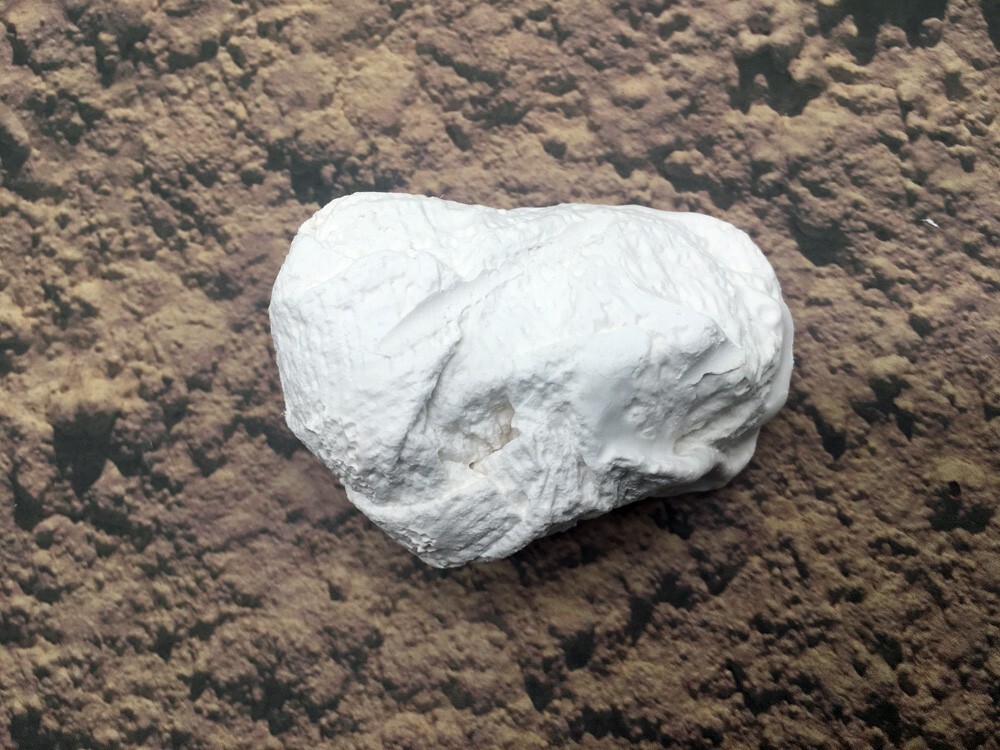 Authentic Plaster Jacket Dinosaur Bone Dig #4000