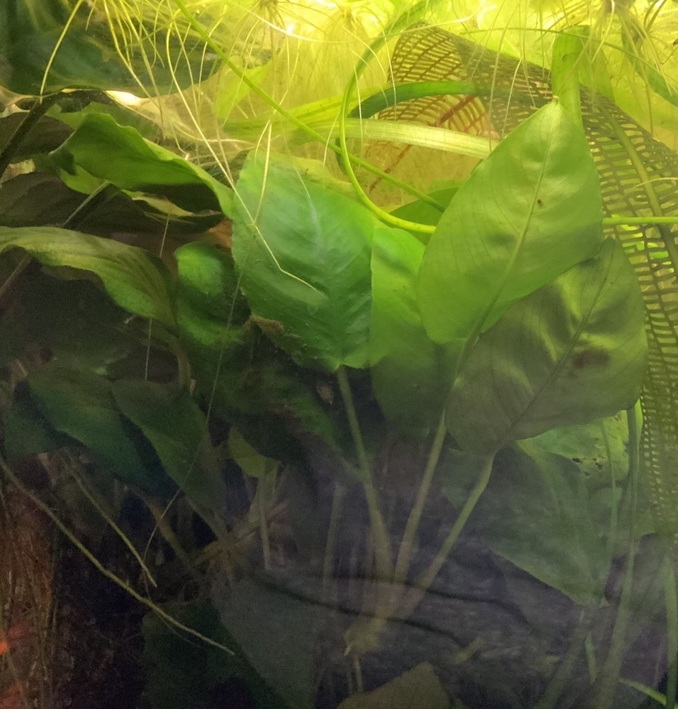 Live Plants Anubis Barteri Aquarium