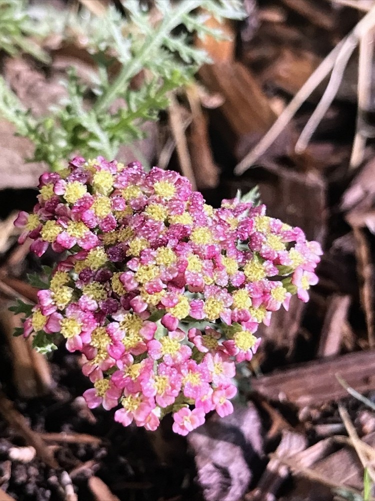 4 yarrow plants （two different colors）