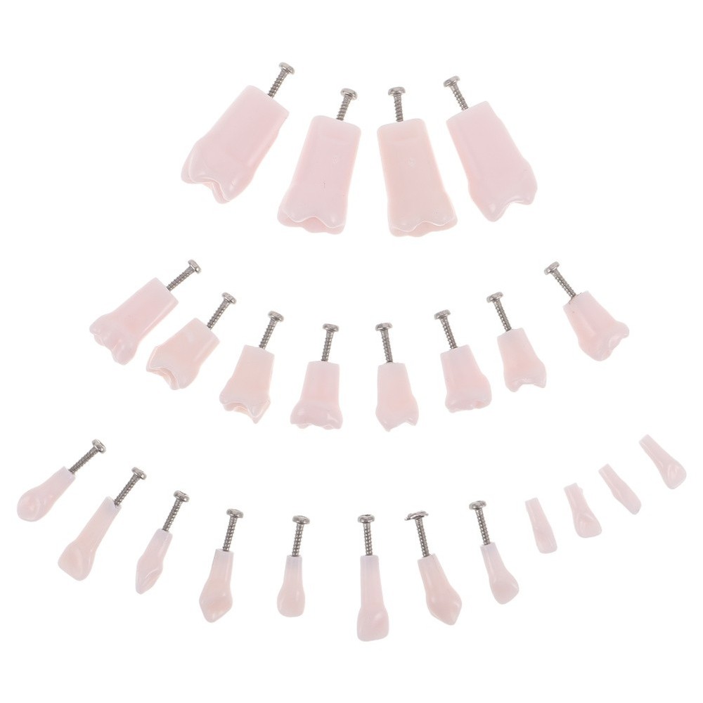 24pcs Typodont Teeth Model Dental Replacement Tooth Artificial Teeth