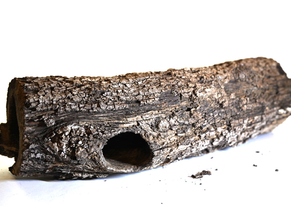 Unique log form woodpecker. Downed tree from Texas