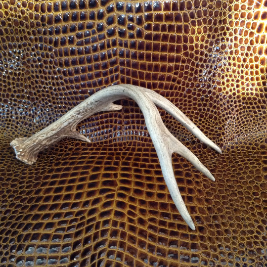 Vintage 8 pt Antler