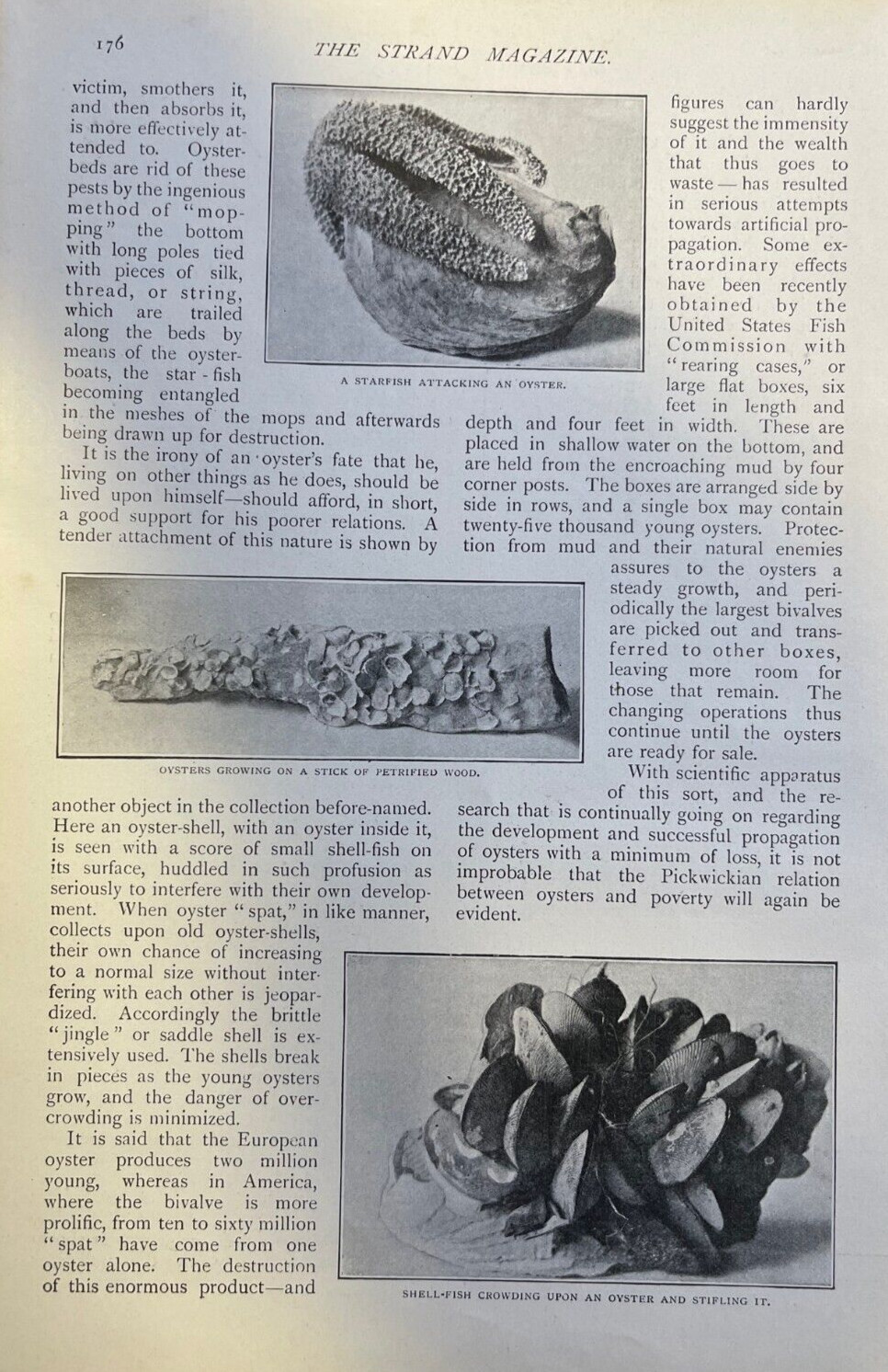 1903 Oysters illustrated