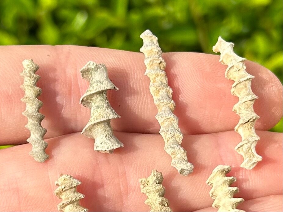 Alabama Fossil Archimedes Screw ONE PER PURCHASE Bryozoan Mississippian Age