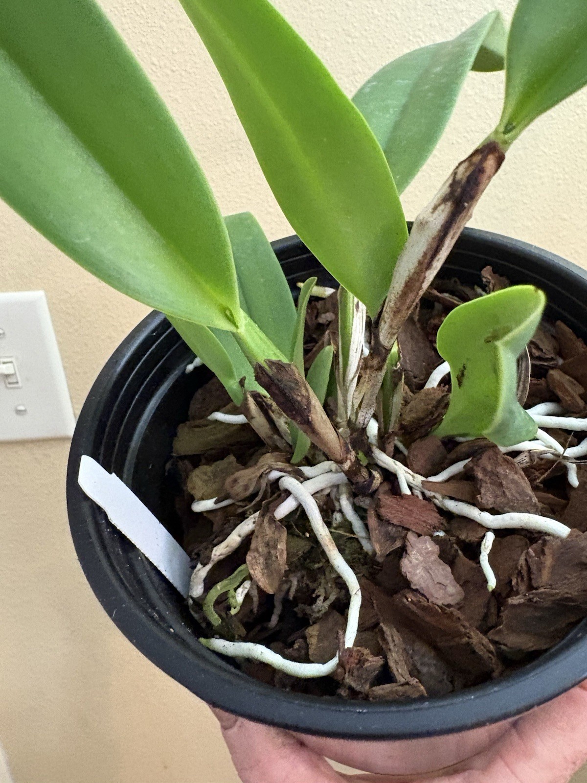 C. dowiana f. aurea ‘Hsingying’ - Stunning/Sought-After - Rare Orchid - 5” Pot