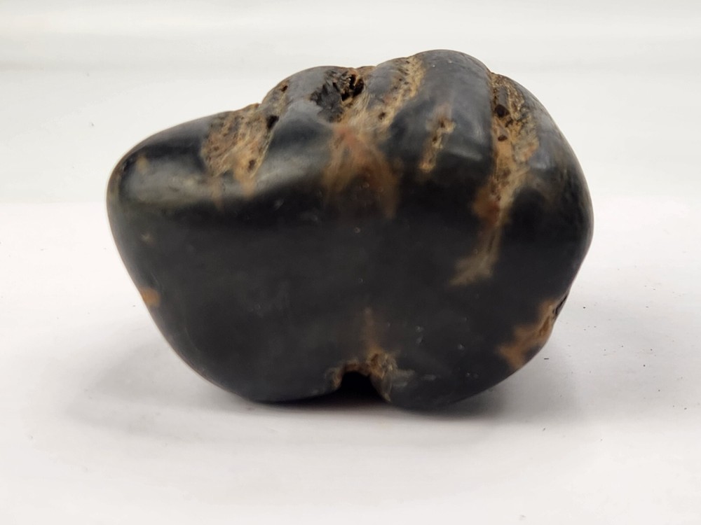 Petrified Wood Section - Unknown Age and Locality