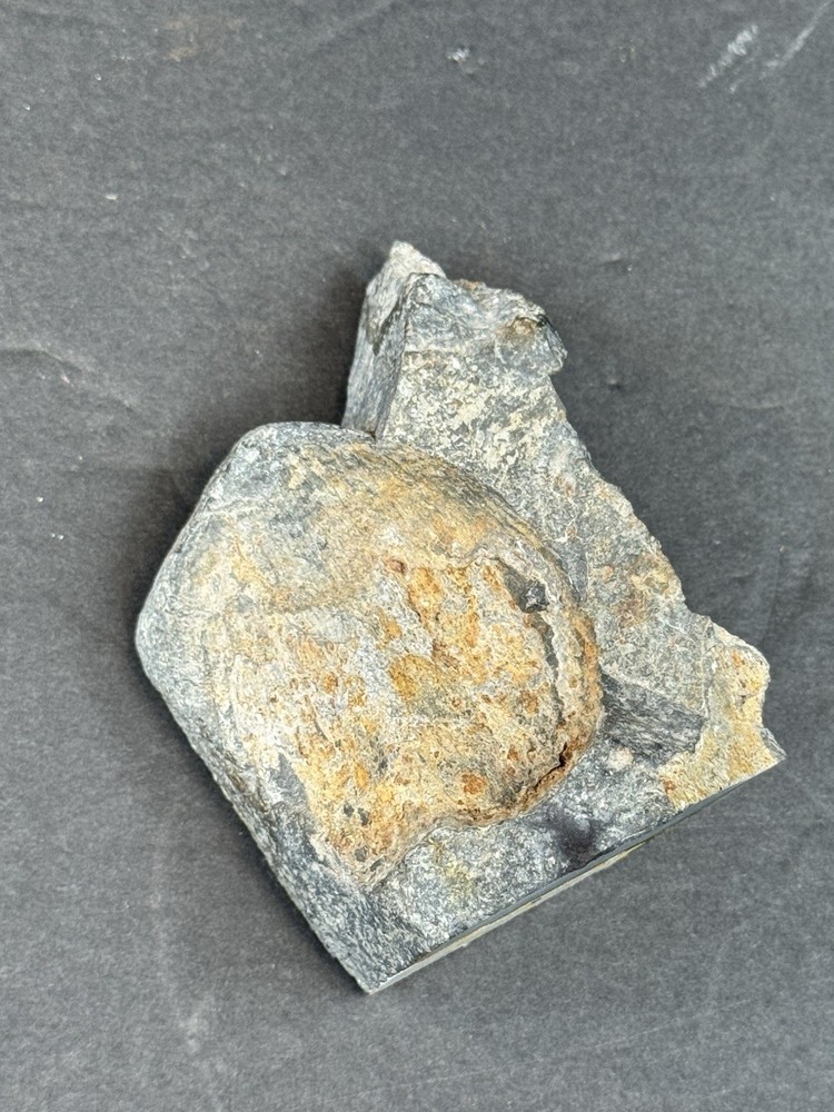 Dictyoclostus specimen From Alaska