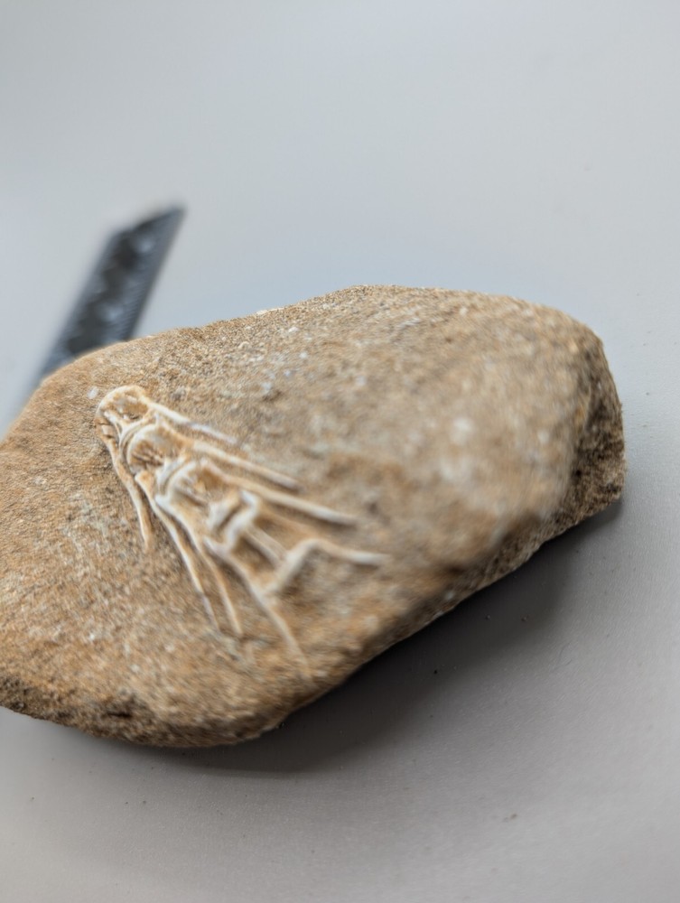 Associated Fish Vertibrae FossilIn Matrix