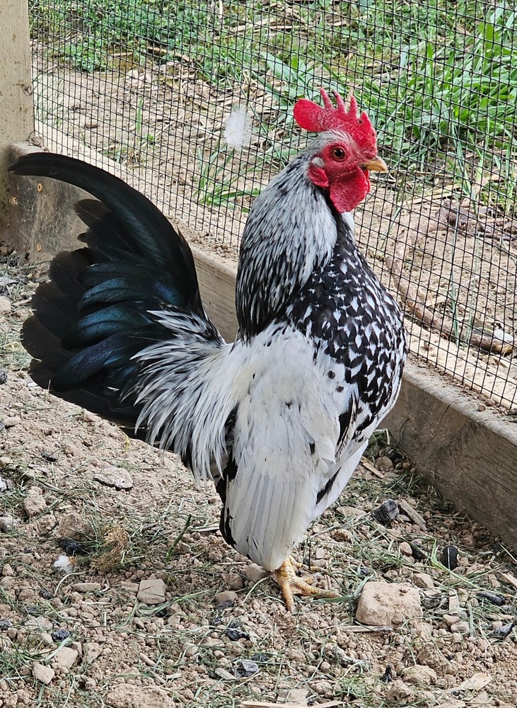 Kikiriki/Serama Mixed Hatching Eggs  12++