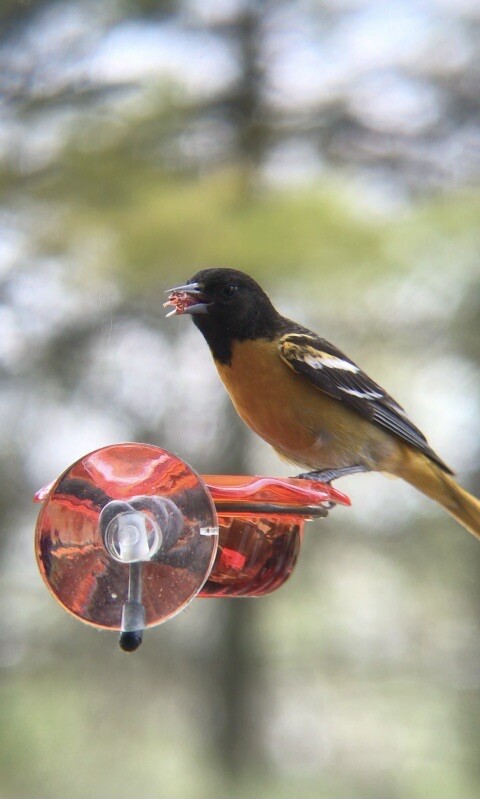 Window Oriole Freeder