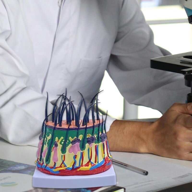 Scalp Structure Model 50X Scalp Anatomical Model for Science Classroom Learning