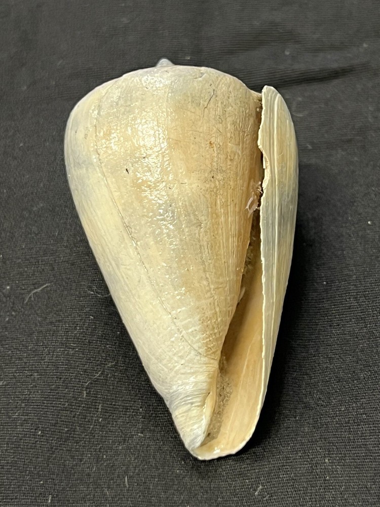 RARE Fossilized CONE Shell From Central Florida, Pliocene Era.