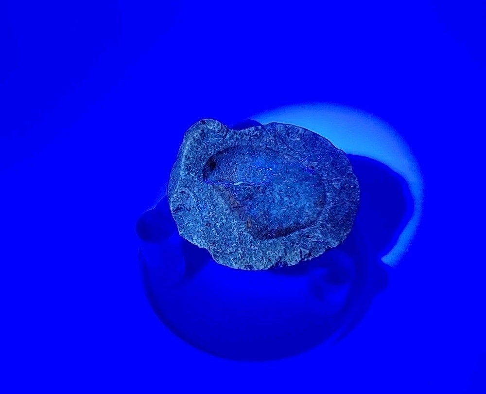 Egg Fossil Permineralized