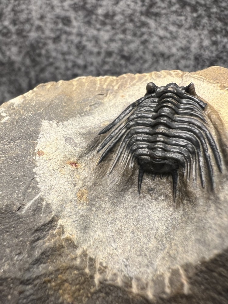 Leonaspis sp. Trilobite Fossil – Nice Example on Natural Matrix