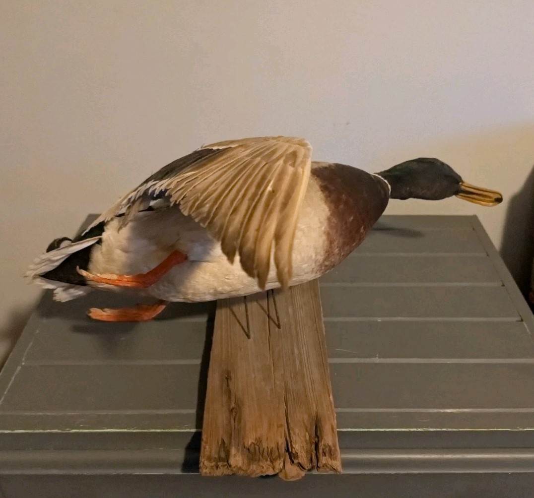 Vintage Antique Taxidermy Wall Mount Mallard Duck Drake on Wood