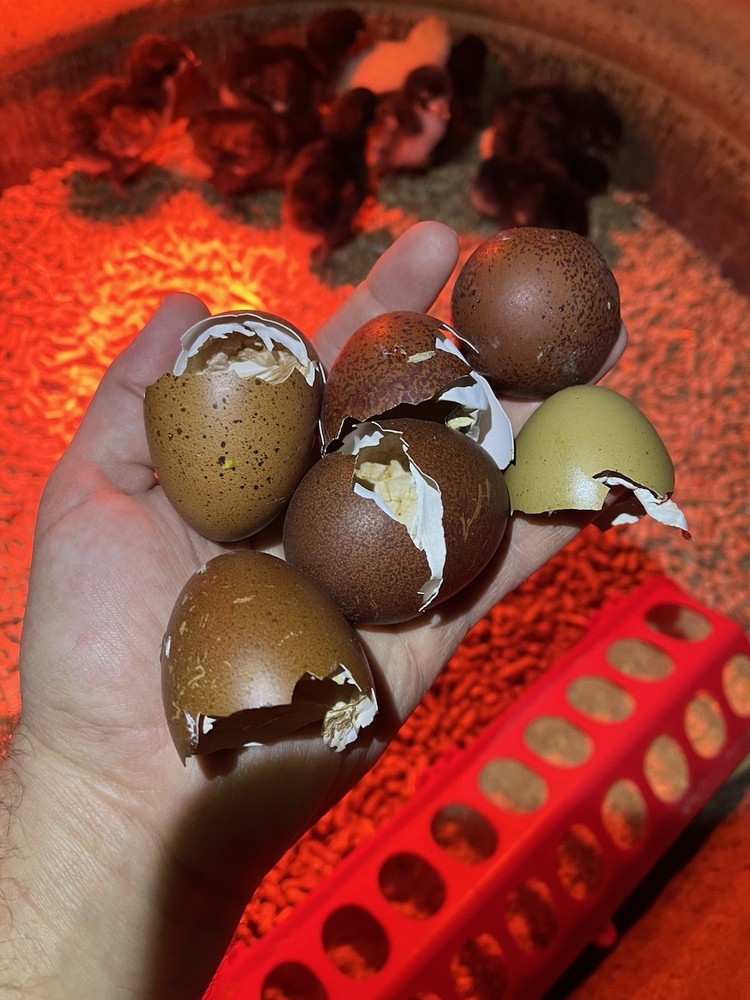 12 Olive And Dark Chocolate Egger Hatching Eggs