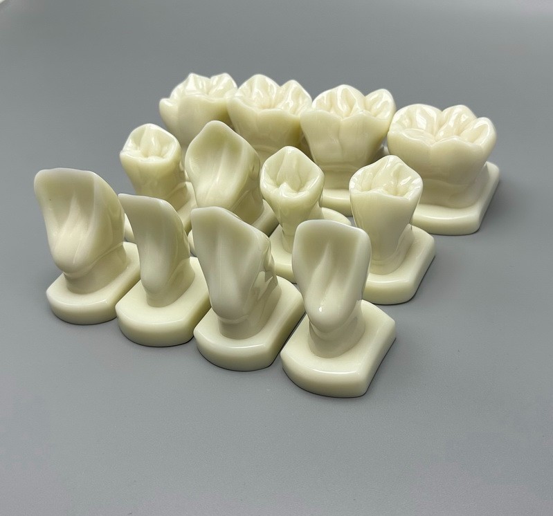 Comparison Carving Permanent Tooth Model Student Practice Study Tools