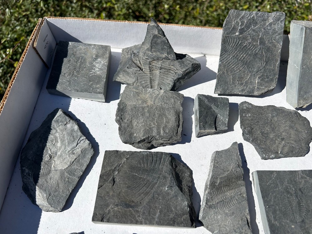 Washington Fossil Trilobites HUGE LOT Ogygopsis etc Metaline fm Bug in Matrix