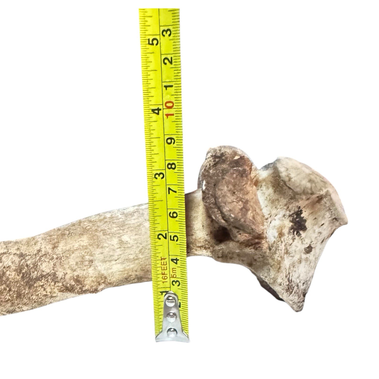 Bison Thoracic Vertebra Natural Bone Paperweight Western Decoration No Fossil