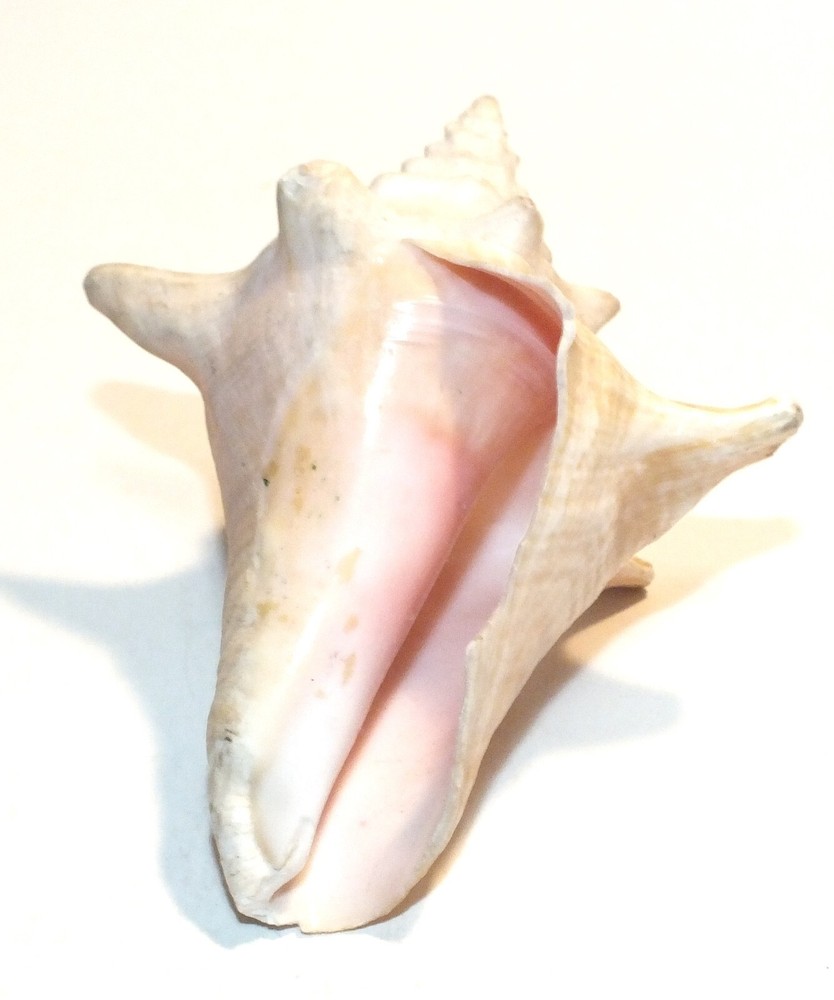 Vintage Conch Shell Seashell Shells Small Beautiful Pink Interior Natural S53