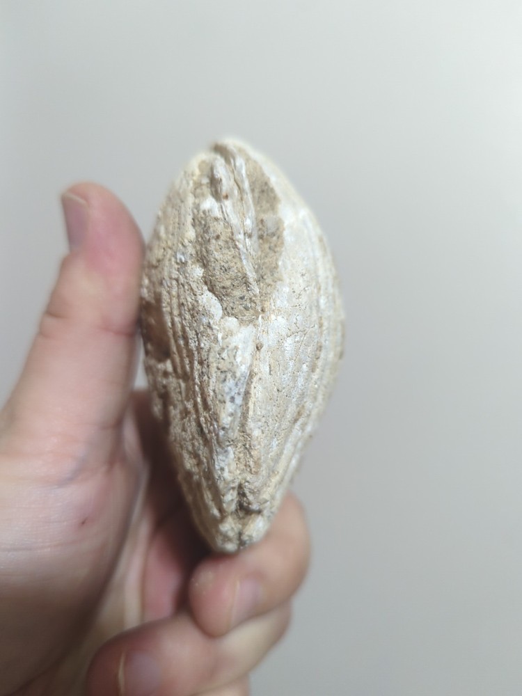 rare clam fossil