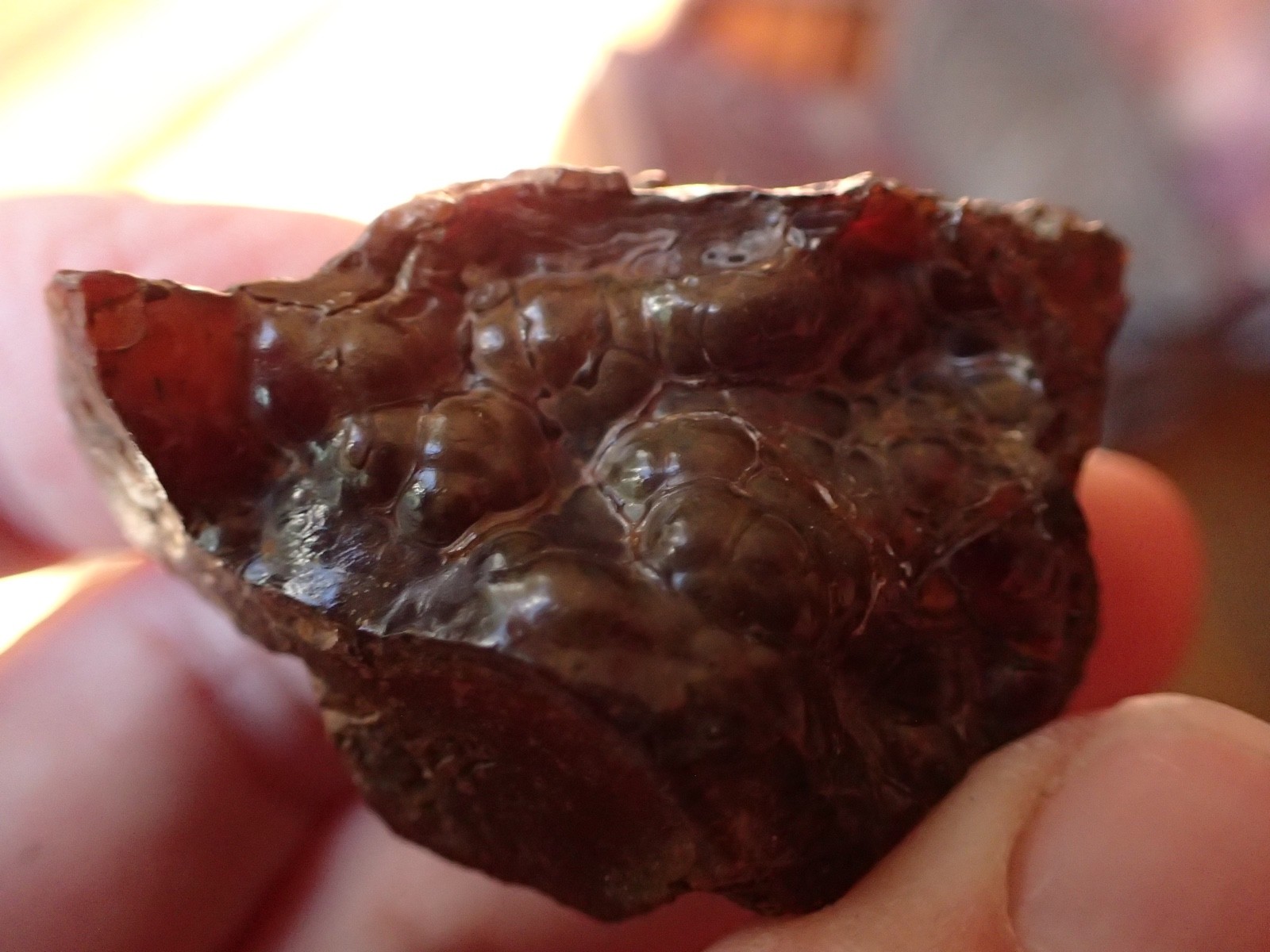 Botryoidal Fossil Coral Geode Fragment GA Agate Specimen Collection Gem WC23