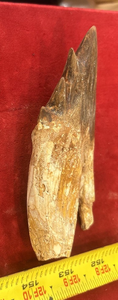 5” Basilosaurus Tooth 40-34 Mil Yrs Old Late Eocene