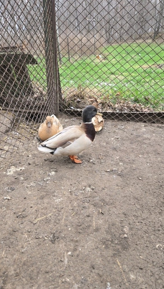 6+ Fertile Call Duck Hatching Eggs