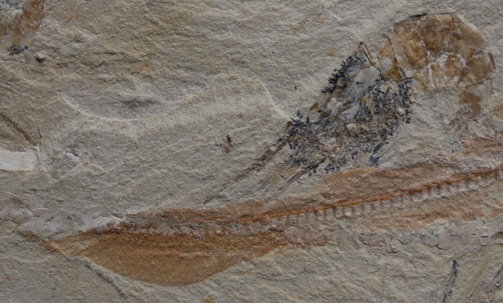 Shark Plate - Budget Specimen with 6 Shrimps - Cretaceous Fossils Lebanon