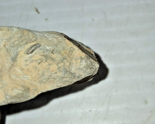 Trilobite Fossil
