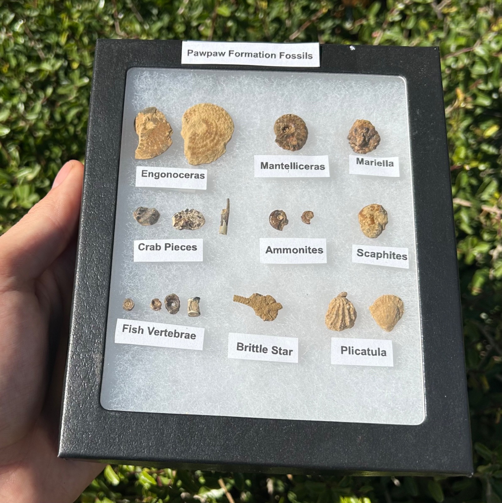 Pawpaw Formation Fossils Collection Starfish Ammonites Crabs Scaphites etc