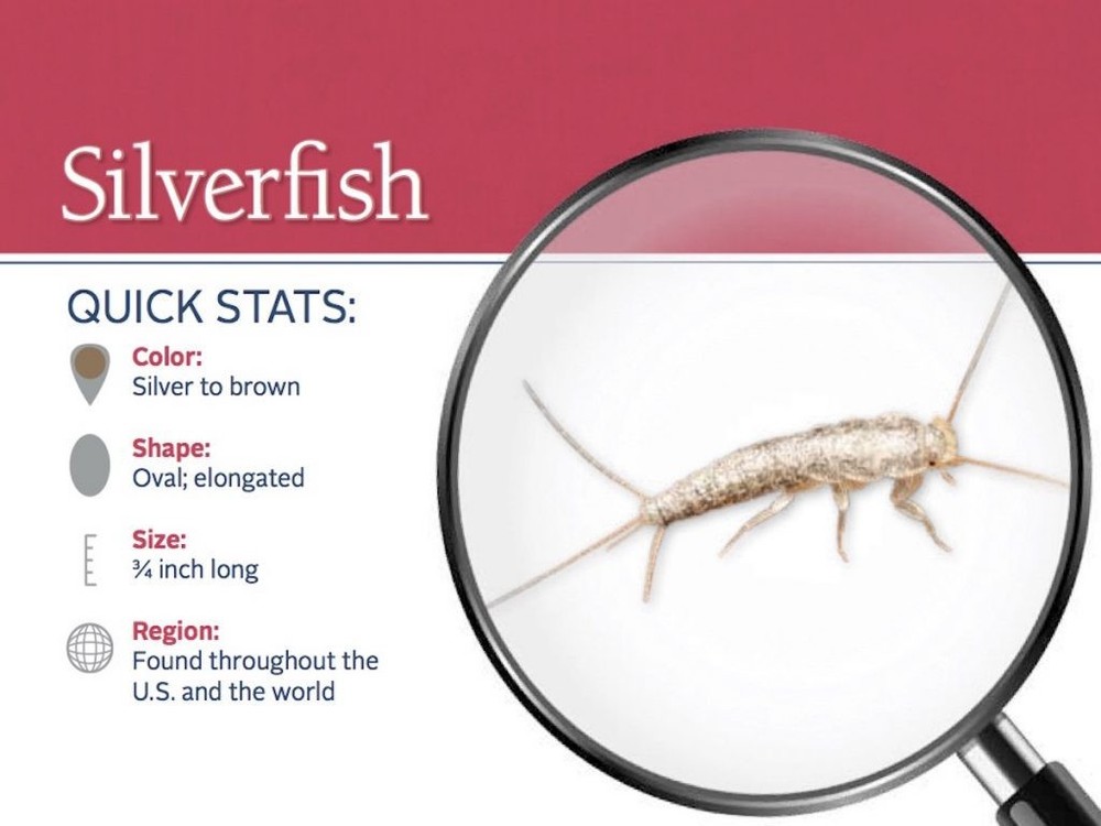 3 Boxes DEKKO Silverfish Control ~~ 72 Paks ` Pest Control ` Bait