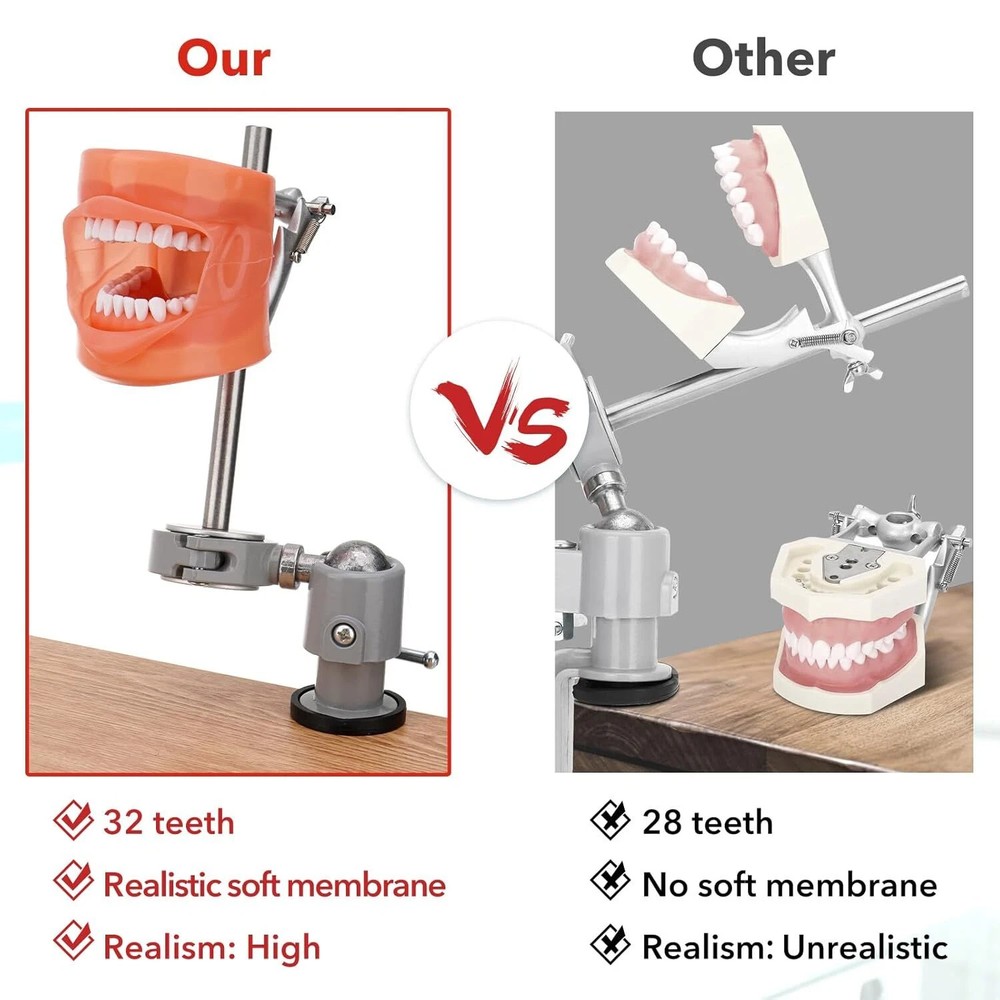 Dental Mannequin Teeth Model Set 360° Rotating 32 Teeth Removeable Mounting Pole