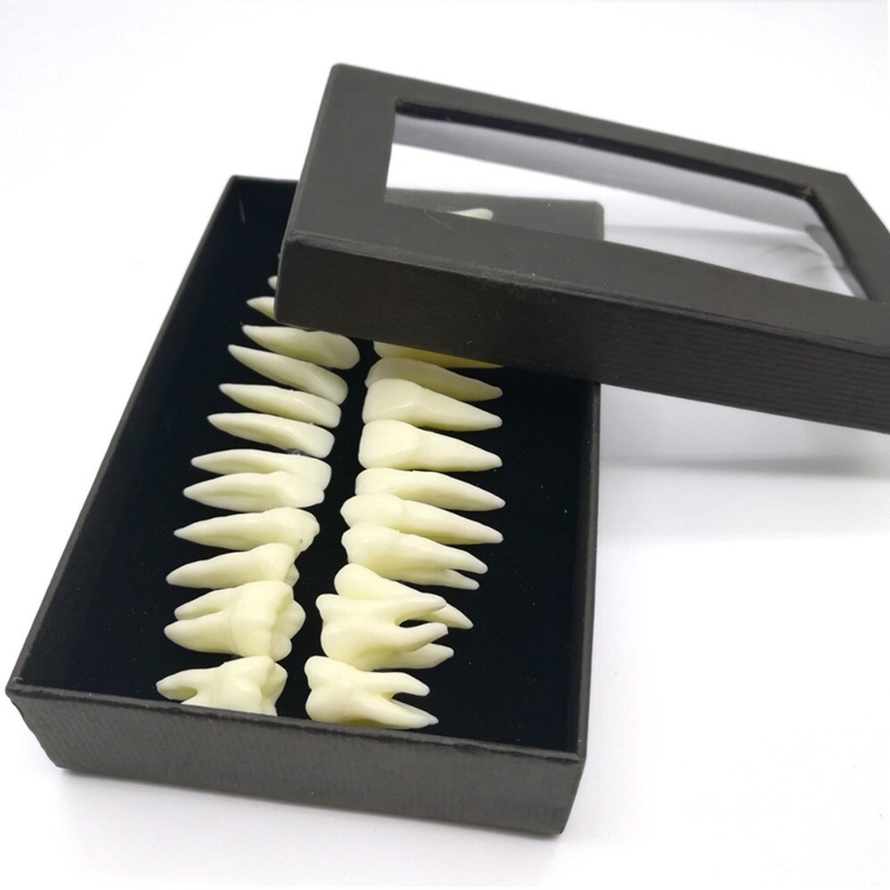 28* Resin Dental Permanent Teeth Model Discrete tooth model with root Simulation