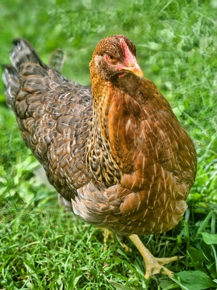 Bielefelder Kennhuhn 8+ Hatching Eggs
