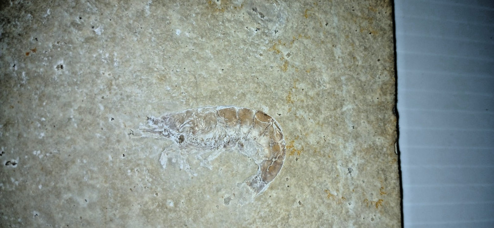 Shrimp Fossil
