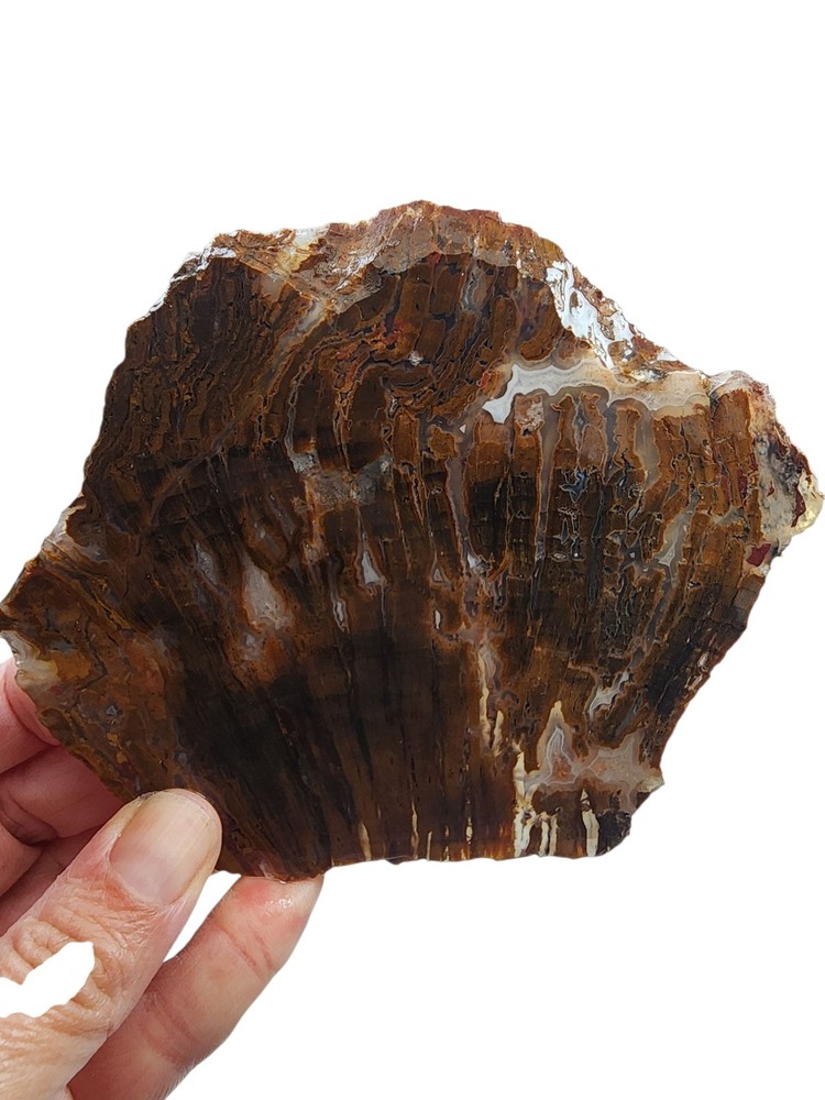 Agate Faced End Slab 210.1 grams.