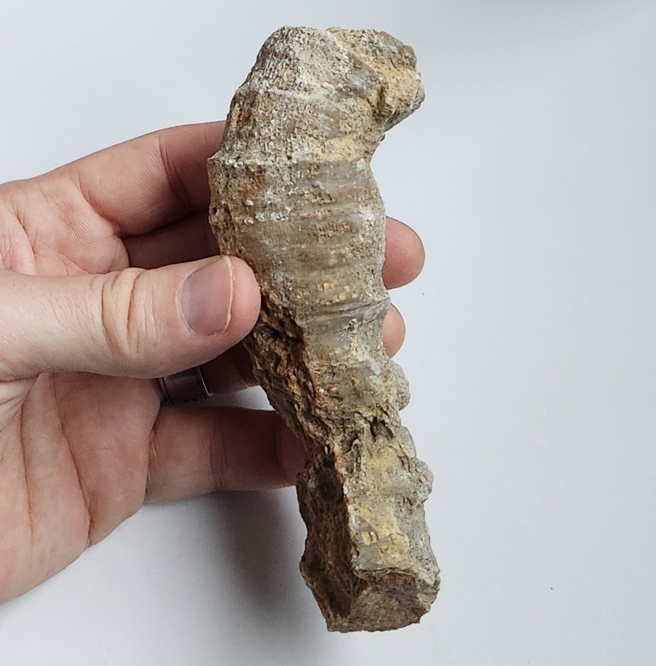 5" 216g Fossil Horned Coral Central Texas Pennsylvanian Display Specimen