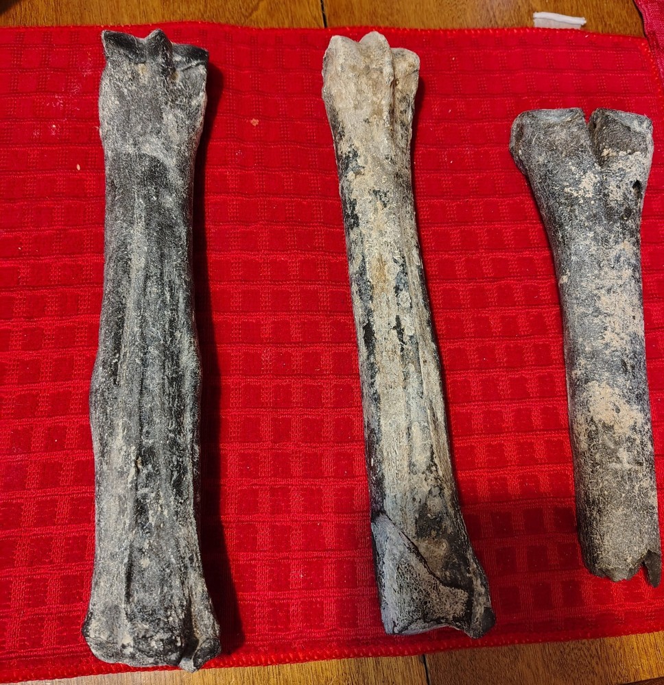 Deer Bone Fossils
