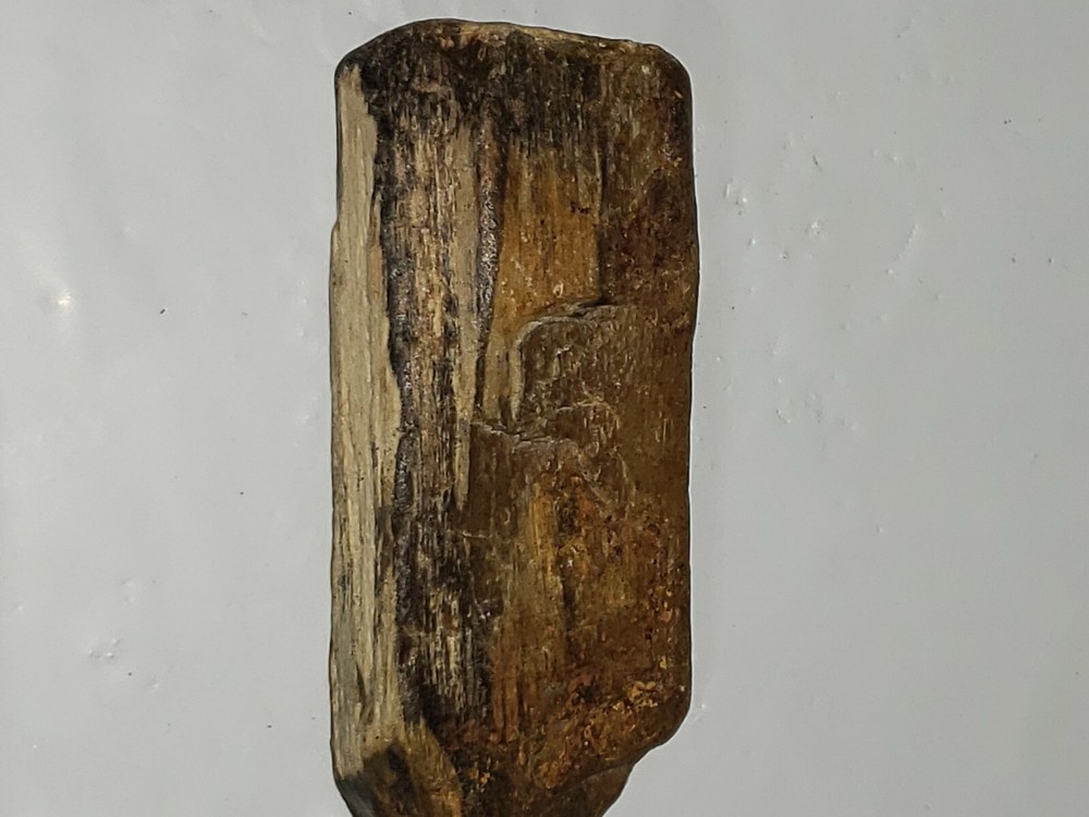 Petrified wood 4.5 inches long