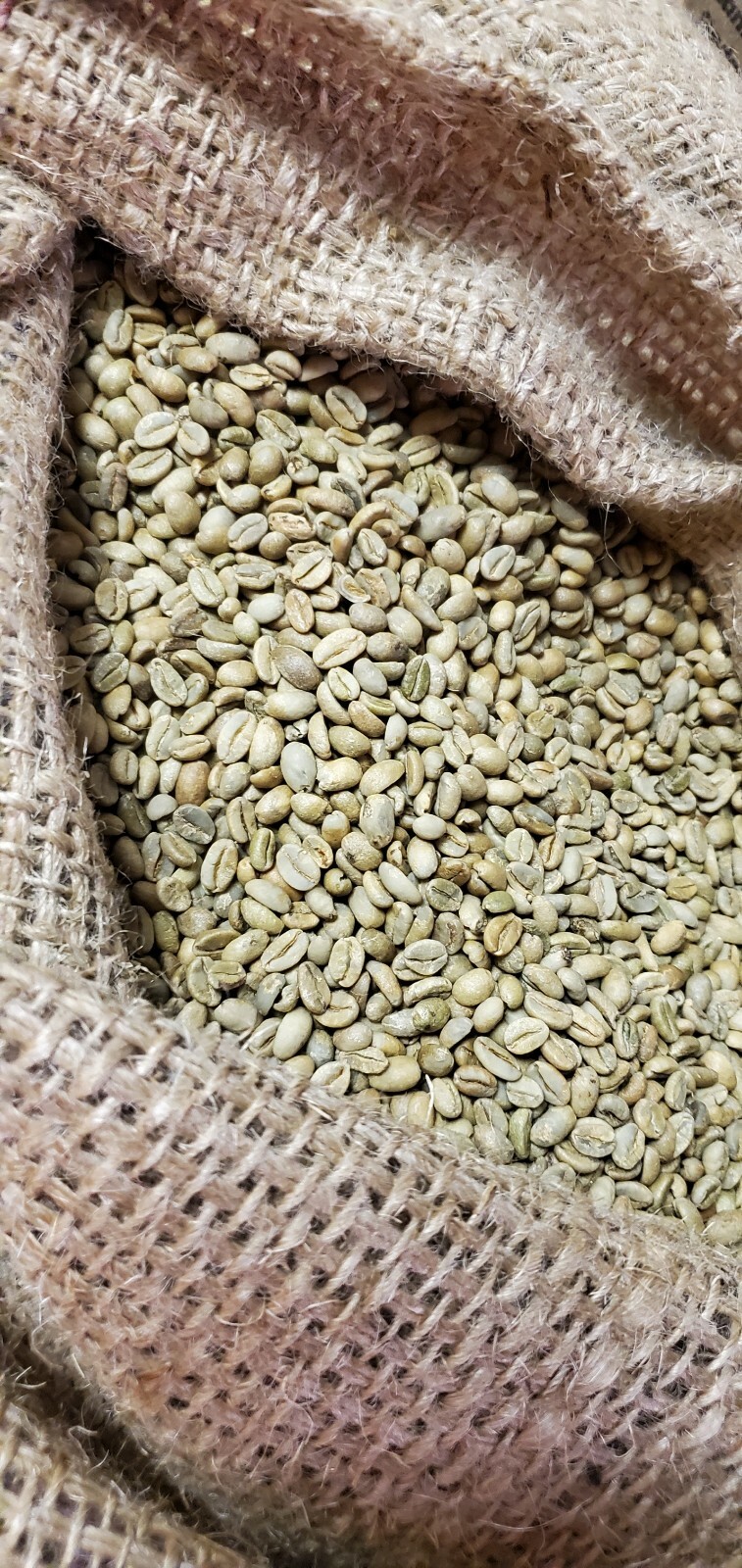 5 LBS ETHIOPIAN ETHIOPIA LEKEMPTI GREEN UNROASTED COFFEE BEANS - ARABICA