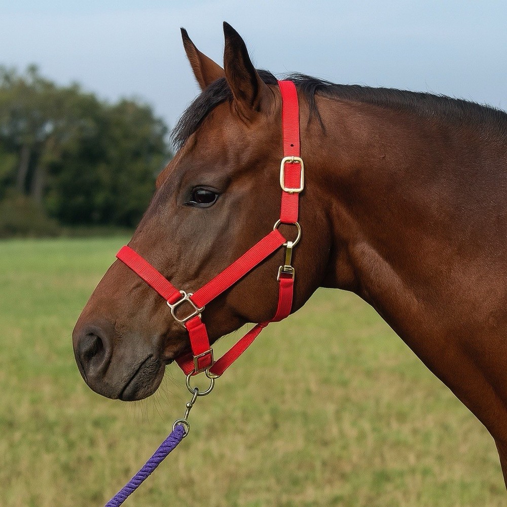 Weaver Leather Original Adjustable Halter Red Large New