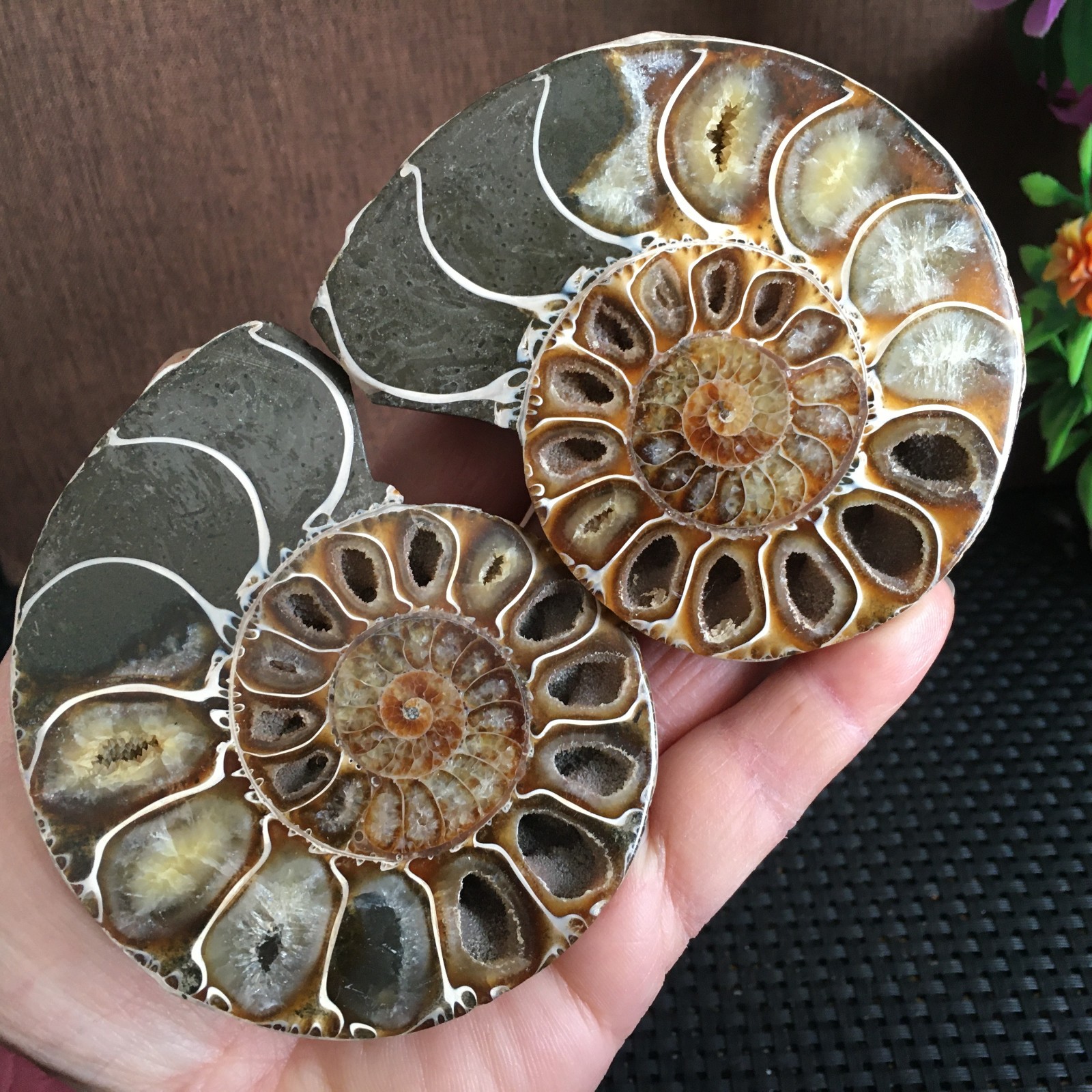 315g polishing 1 pair of Split natural Ammonite Specimen fb1030