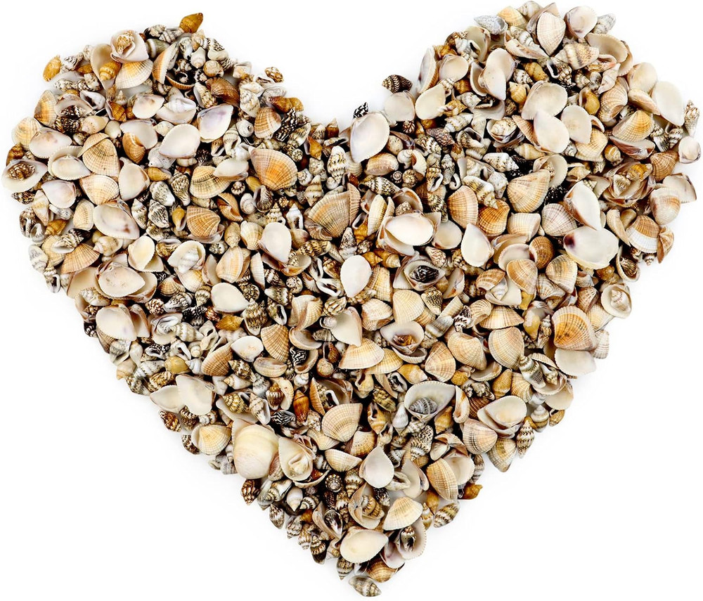 1500 Pcs Small Shells For Crafts,Small Sea Shells For Crafting,Mini Seashells...