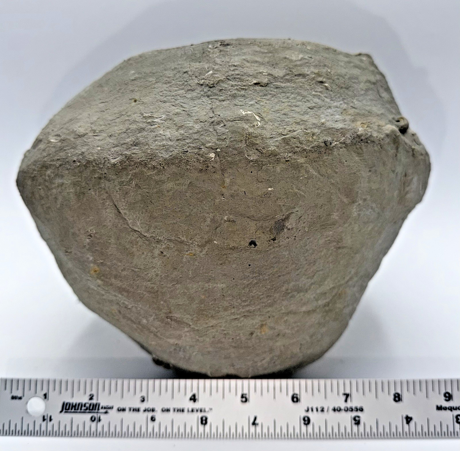 Large 31-lb Paleozoic Fossil Concretion w/Trilobite, Brachiopods, Gastropod poop