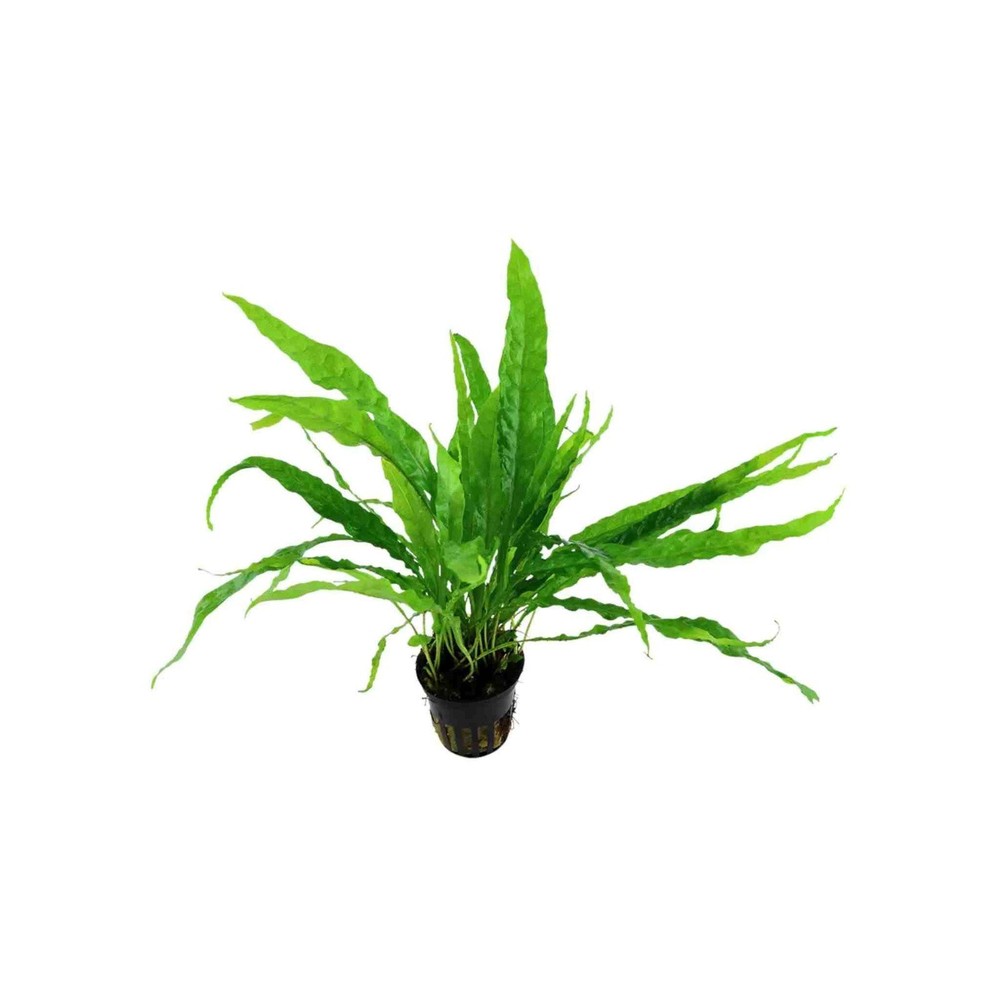 Java Fern Microsorum Pteropus Live Aquarium Plants