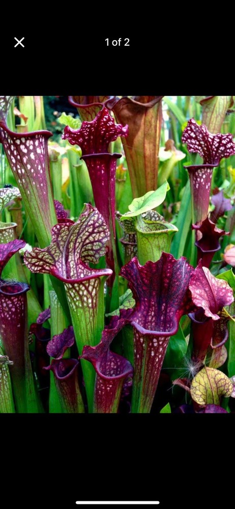 Sarracenia Bare Root Rhizomes