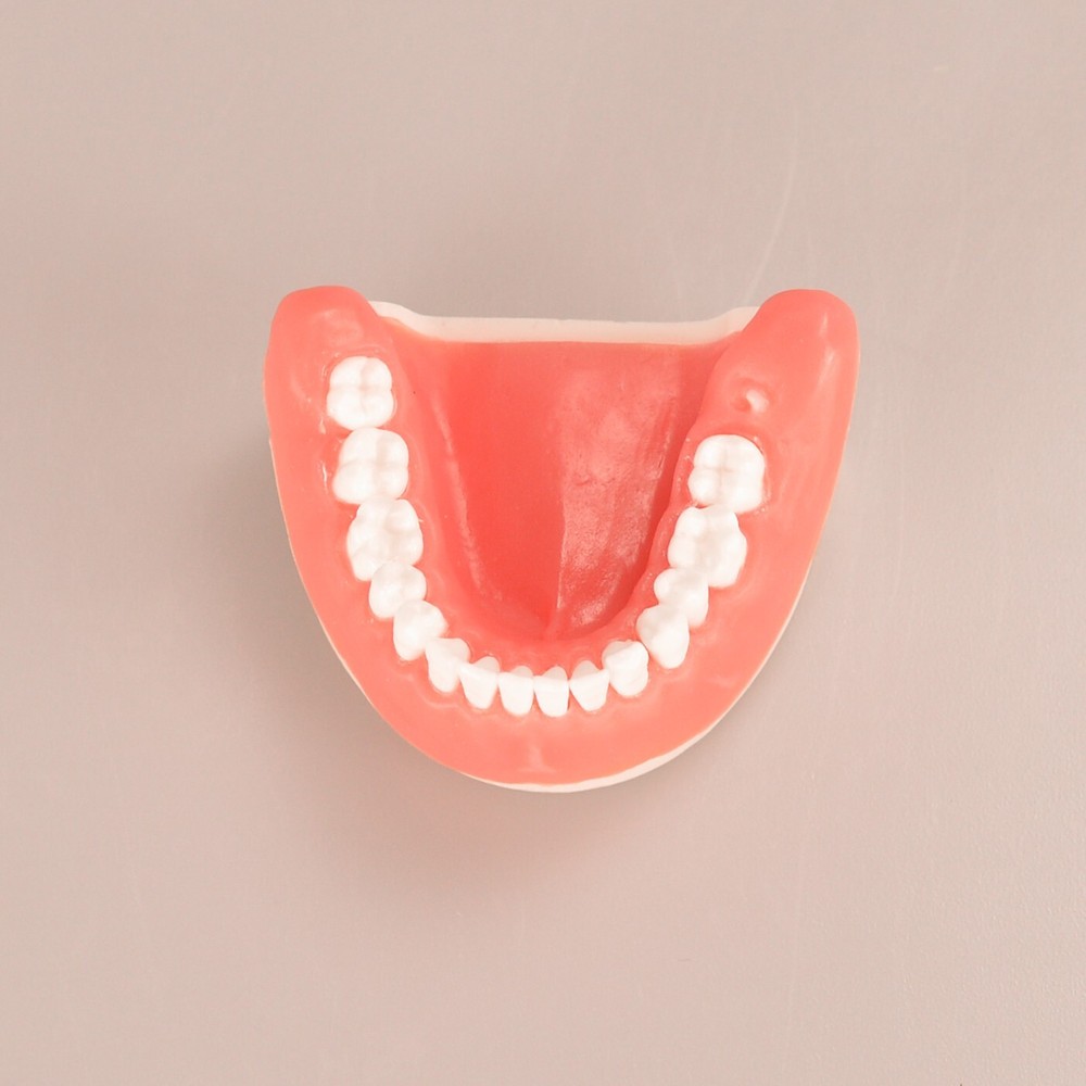 Maxillary+Mandibular Tooth Extraction Practice Model Dental Typodont Display