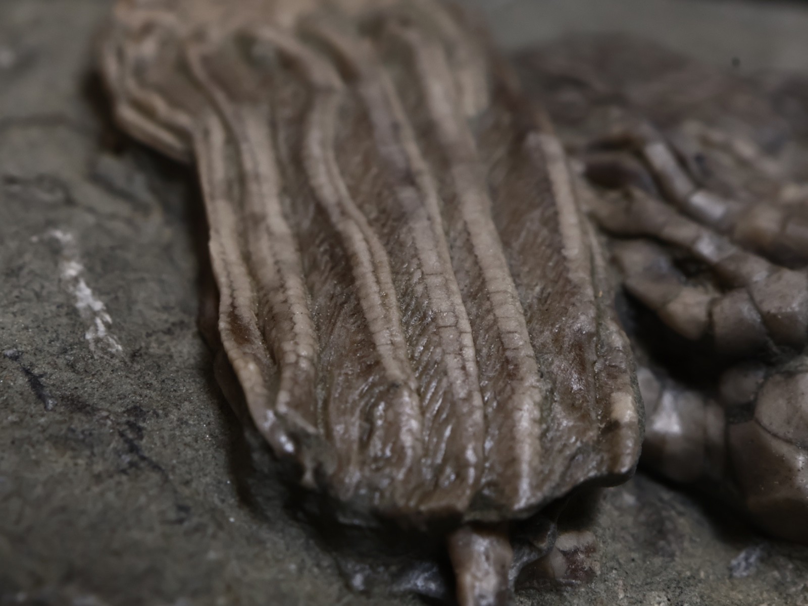 Expertly Prepared Fossil Crinoids, Crawfordsville, IN