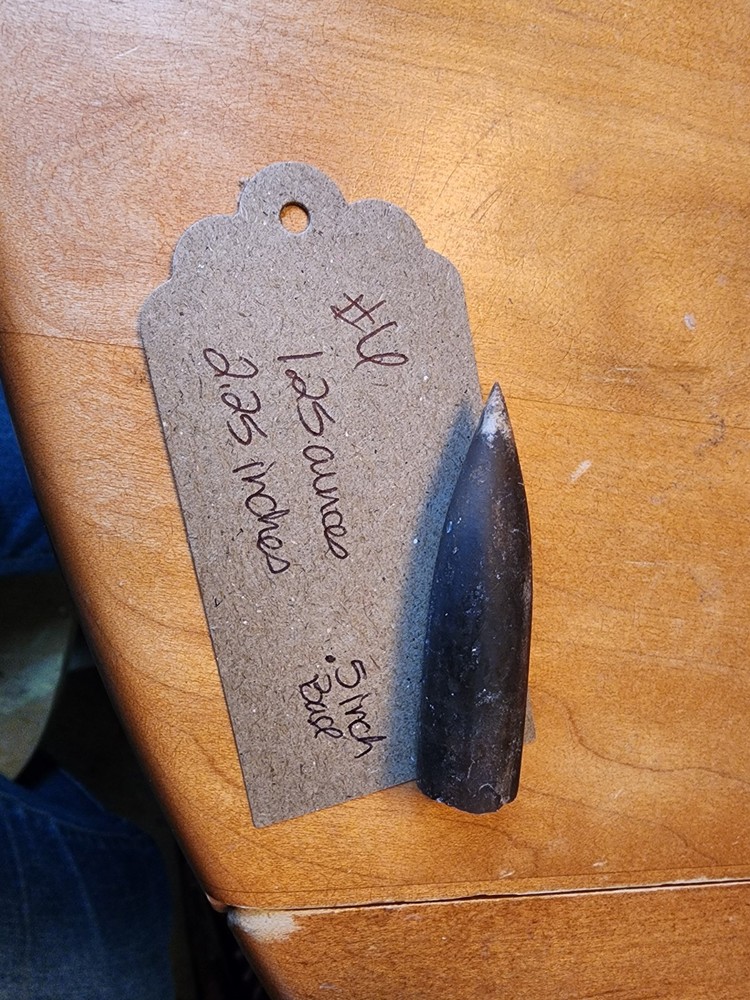 Belemnite Fossil Specimens, Wyoming